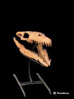 Mosasaurus - Schedel - Reptiles marinos - 47×23×51 cm, Collections, Minéraux & Fossiles