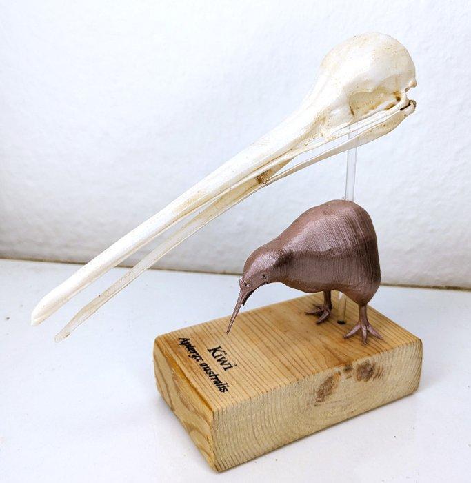 Kiwi Schedel - (Apteryx australis) - Museum Grade Replica -, Antiek en Kunst, Curiosa en Brocante
