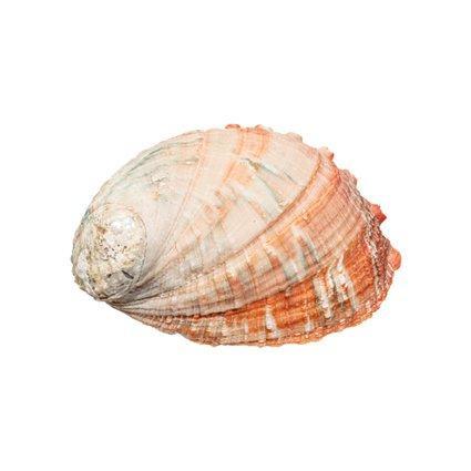 $$ TOP $$ schijf abalone Skelet - Haliotis discus - 0 cm - 0, Collections, Collections Animaux