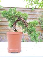 Bonsaï Genévrier (Juniperus) - Hauteur (arbre) : 14 cm -