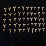 Haai - Fossiele tanden - Carcharias - 2 cm  (Zonder, Verzamelen