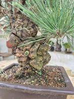 Pinus Thunbergii Corticosa - Verzamelstuk - Hoogte (boom):