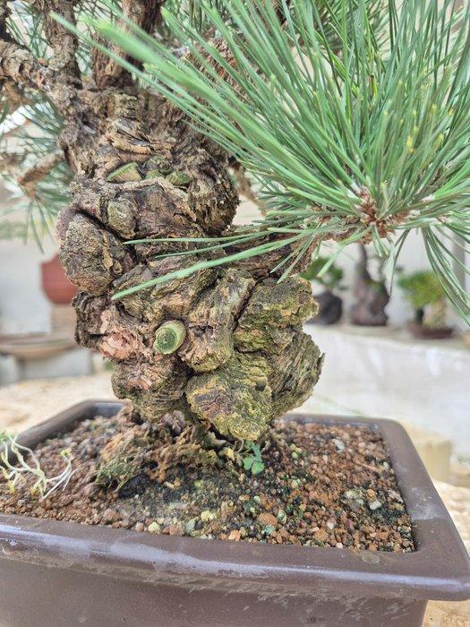 Pinus Thunbergii Corticosa - Verzamelstuk - Hoogte (boom):, Antiek en Kunst, Curiosa en Brocante