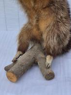 Wasbeer Taxidermie volledige montage - Procyon lotor -, Verzamelen, Dierenverzamelingen, Nieuw