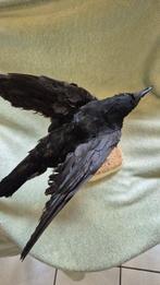 zwarte raaf Taxidermie wandmontage - Corvus corone - superbe, Nieuw