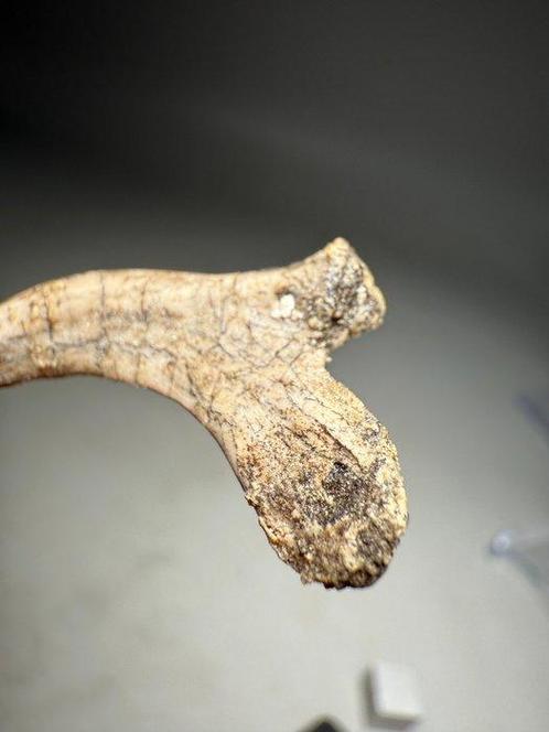Authentiek Jong Protoceratops Rib Fossiel - Fossiel skelet -, Verzamelen, Mineralen en Fossielen