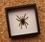 Vogelspin Taxidermie volledige montage - Eurypelme spinicrus