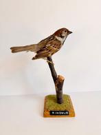 Euraziatische boomspreeuw Taxidermie volledige montage -, Verzamelen, Nieuw