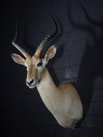 Impala Taxidermie wandmontage - Aepyceros melampus - 40 cm -