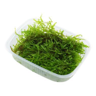 Vesicularia Montagnei Christmas Mos Portion, Dieren en Toebehoren, Vissen | Aquaria en Toebehoren, Nieuw, Verzenden
