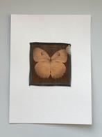 Christof René Schmidt - SCHMETTERLING