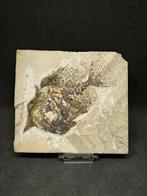 Matrice de plaque fossilisée - Raro Picnodonte -Trewavasia