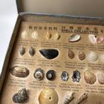 Schelpenverzameling (educatieve tentoonstellingsset), Nieuw