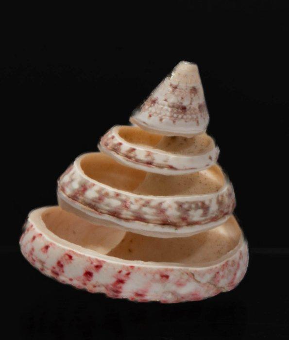 Exquise geschlitze Bänderschnecke - perfect verzamelobject, Antiquités & Art, Curiosités & Brocante