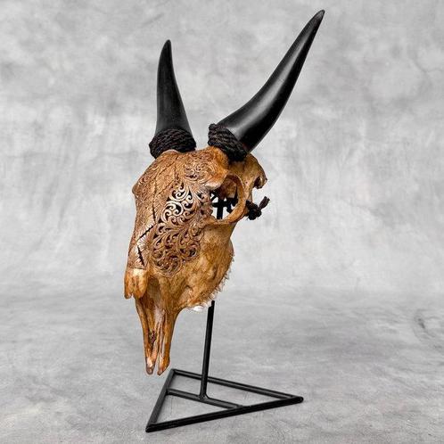 SANS PRIX DE RÉSERVE - Crâne de chèvre brun sculpté, Verzamelen, Dierenverzamelingen