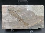 Fossiel - Fossiele matrix - Protopsephurus - 21 cm - 12 cm