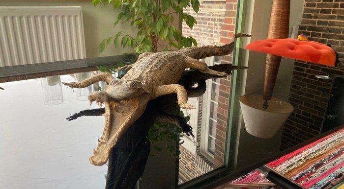 Pantsercrocodile of onechte Afrikaanse gaviaal Taxidermie, Verzamelen, Dierenverzamelingen