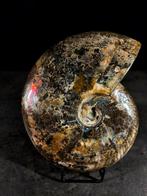 Uitzonderlijke cleoniceras opaliserend. - Gefossiliseerd, Verzamelen