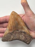 Megalodon tand 11,5 cm - Fossiele tand - Carcharocles