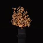 Zeldzame tweekleurige gorgonie zee-waaier Koraal -, Nieuw