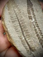 Fougère fossile rare et de grande taille de Mazon Creek,