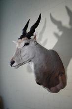 Large Safari head-mount Taxidermie wandmontage - Eland -