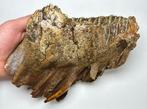 Wolharige mammoet - Fossiele kies - 14 cm