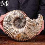 Superbe – ammonite fossile – Ammonite fossile Douvilleiceras, Collections, Minéraux & Fossiles