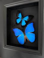 Vlinder Taxidermie volledige montage - Magnifique Envol de