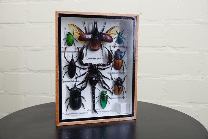 Insectes asiatiques variés dans une boîte dexposition, Collections, Collections Animaux