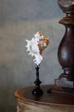 Een schitterende decoratieve set van vertakte Murex-schelpen