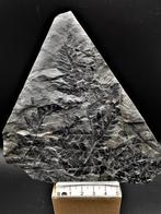 Varen - Gefossiliseerde plant - Mariopteris muricata