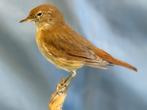 Rivierzanger Taxidermie volledige montage - Cettia cetti, Nieuw