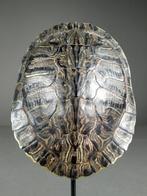 Tortue à oreilles rouges - Carapace - Trachemys scripta, Nieuw