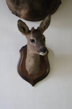 Trophée de chasse, Antiquités & Art