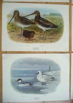 Collection sur le thème des animaux - Gravures doiseaux de