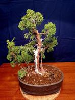 Bonsai jeneverbes Itoigawa (juniperos) - Hoogte (boom): 39, Antiek en Kunst