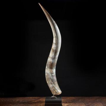 Grande corne de buffle - Parfait état de conservation -