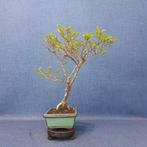 Jeneverbes bonsai (Juniperus) - Hoogte (boom): 18 cm -