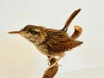 Winter Wren Taxidermie volledige montage - Troglodytes, Verzamelen, Nieuw