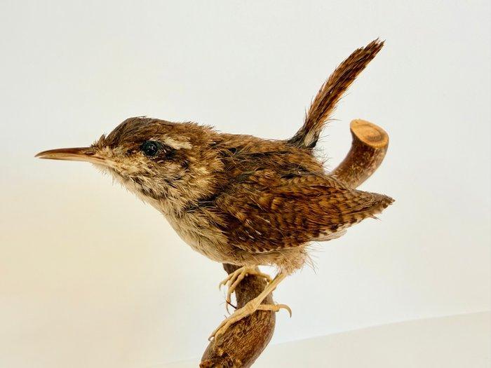 Winter Wren Taxidermie volledige montage - Troglodytes, Verzamelen, Dierenverzamelingen