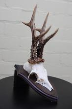 jachttroffee reebok Schedel - capreolus capreolus - 0 cm - 0, Verzamelen, Dierenverzamelingen, Nieuw