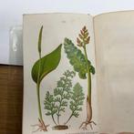 Thomas Moore - British Ferns and their allies: an abridgment