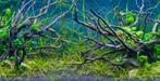 Drift wood 30-50cm ( decoratie, Hardscaping ) (decoratie), Verzenden, Nieuw