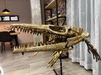 Mosasaurus - Fossiel skelet