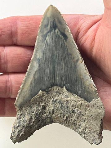 Megalodon tand 10,4 cm - Fossiele tand - Carcharocles
