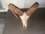 Mouflon Support de corps entier pour taxidermie - Ovis - 30, Antiquités & Art