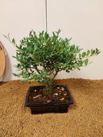 Japanese holly bonsai (Ilex crenata) - Hauteur (arbre) : 26, Antiek en Kunst
