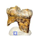 Grote edelsteenklasse IJstijd grottemgrondbeer (Ursus, Verzamelen