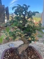 Malus bonsai (Malus sargentii) - Hoogte (boom): 38 cm -